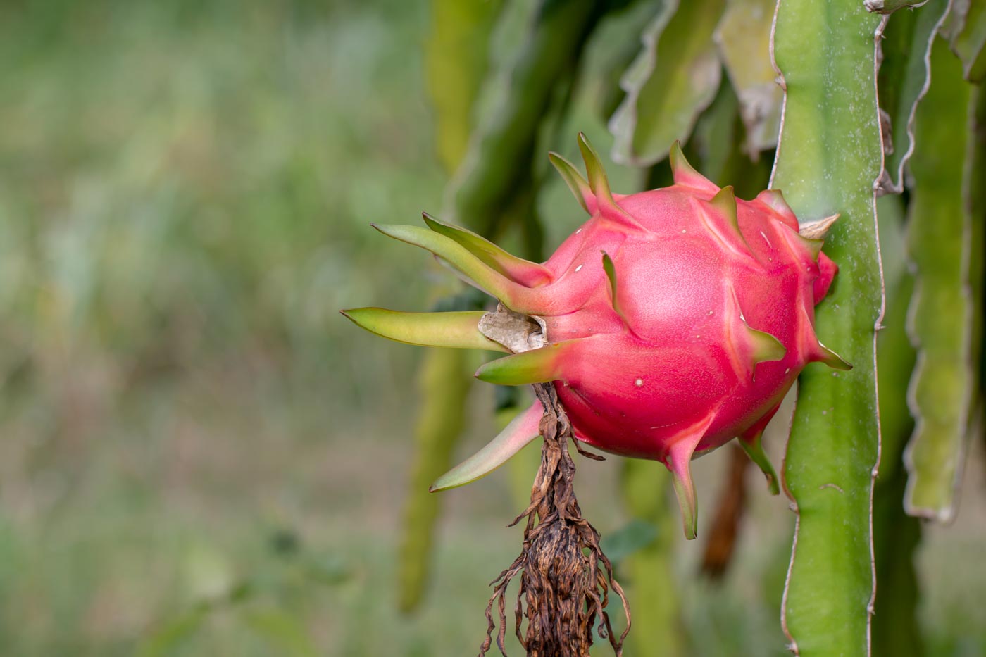 [UPDATE] What does Dragon Fruit Taste Like? FAQ
