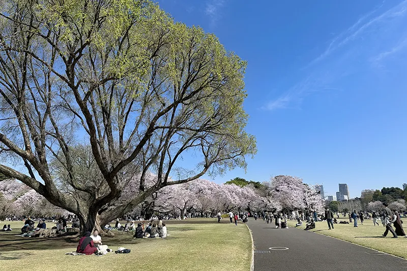 Shinjuku Gyoen National Garden: Things to Do from My Experience